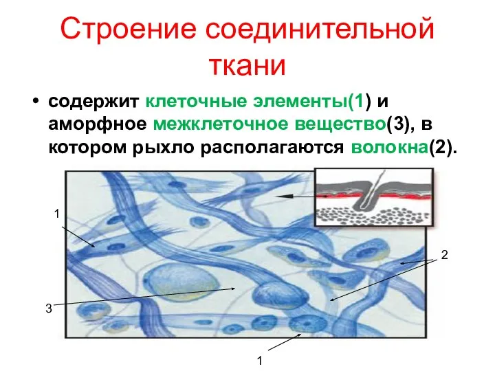 Строение соединительной ткани содержит клеточные элементы(1) и аморфное межклеточное вещество(3), в