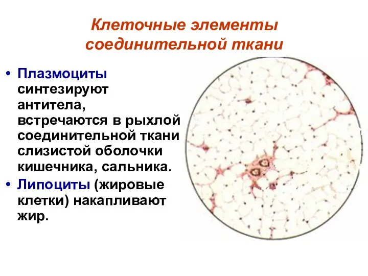 Клеточные элементы соединительной ткани Плазмоциты синтезируют антитела, встречаются в рыхлой соединительной