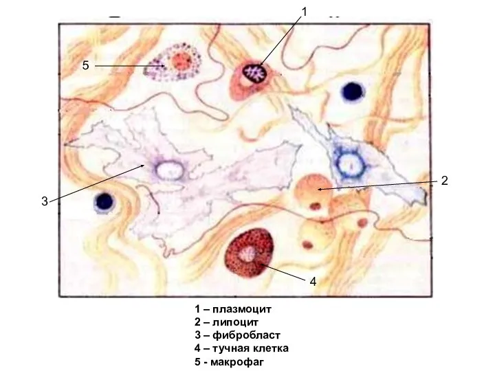 1 2 1 – плазмоцит 2 – липоцит 3 – фибробласт
