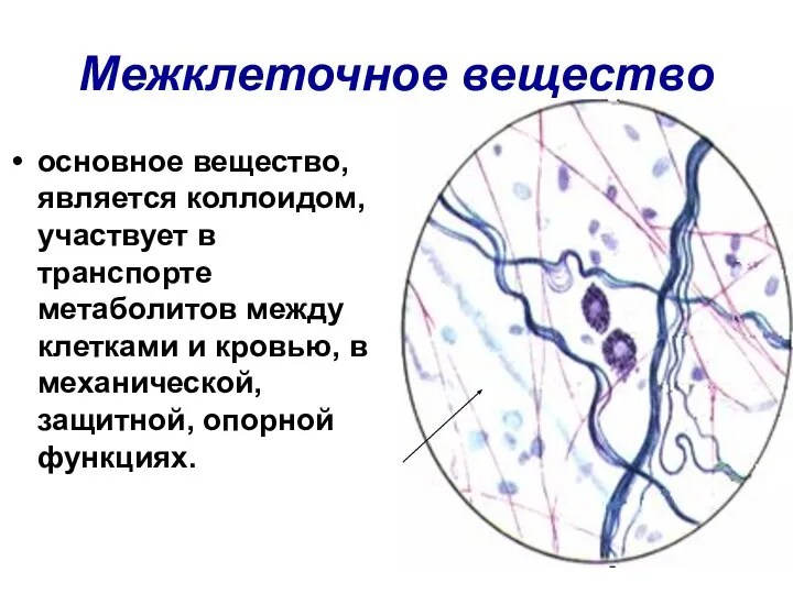 Межклеточное вещество основное вещество, является коллоидом, участвует в транспорте метаболитов между