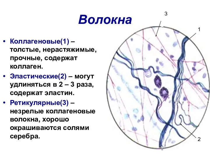 Волокна Коллагеновые(1) – толстые, нерастяжимые, прочные, содержат коллаген. Эластические(2) – могут