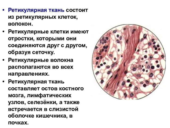 Ретикулярная ткань состоит из ретикулярных клеток, волокон. Ретикулярные клетки имеют отростки,