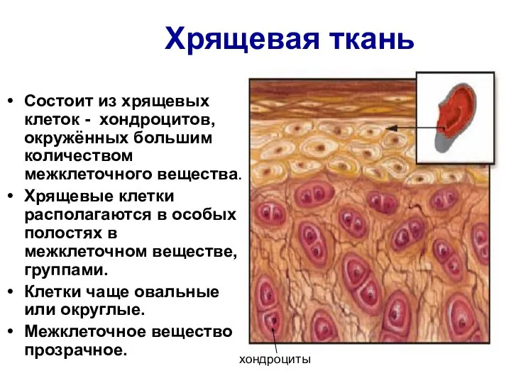 Хрящевая ткань Состоит из хрящевых клеток - хондроцитов, окружённых большим количеством