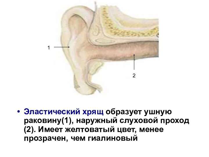 Эластический хрящ образует ушную раковину(1), наружный слуховой проход(2). Имеет желтоватый цвет,