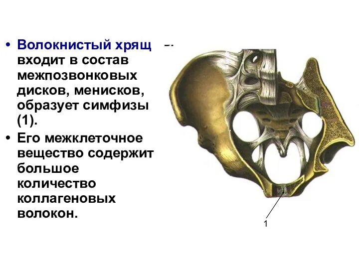 Волокнистый хрящ входит в состав межпозвонковых дисков, менисков, образует симфизы(1). Его