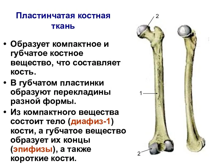 Пластинчатая костная ткань Образует компактное и губчатое костное вещество, что составляет