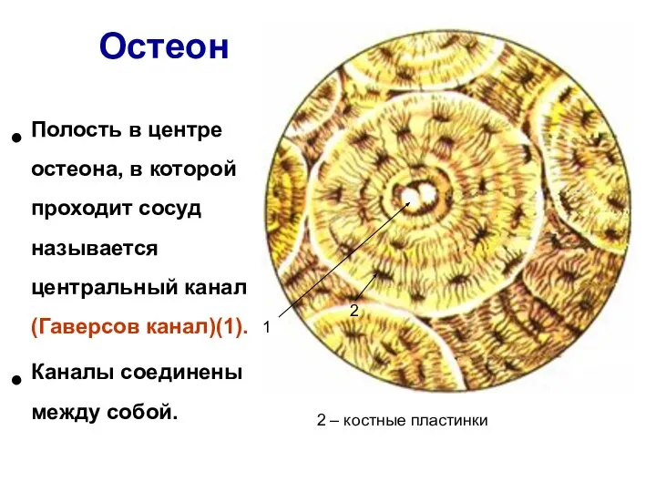 Остеон Полость в центре остеона, в которой проходит сосуд называется центральный