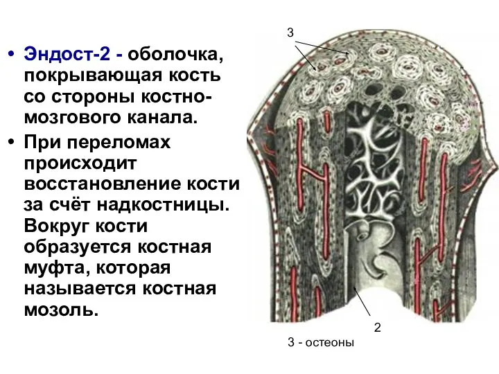 Эндост-2 - оболочка, покрывающая кость со стороны костно-мозгового канала. При переломах