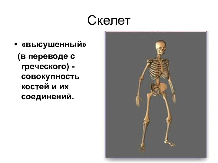 Скелет «высушенный» (в переводе с греческого) - совокупность костей и их соединений.