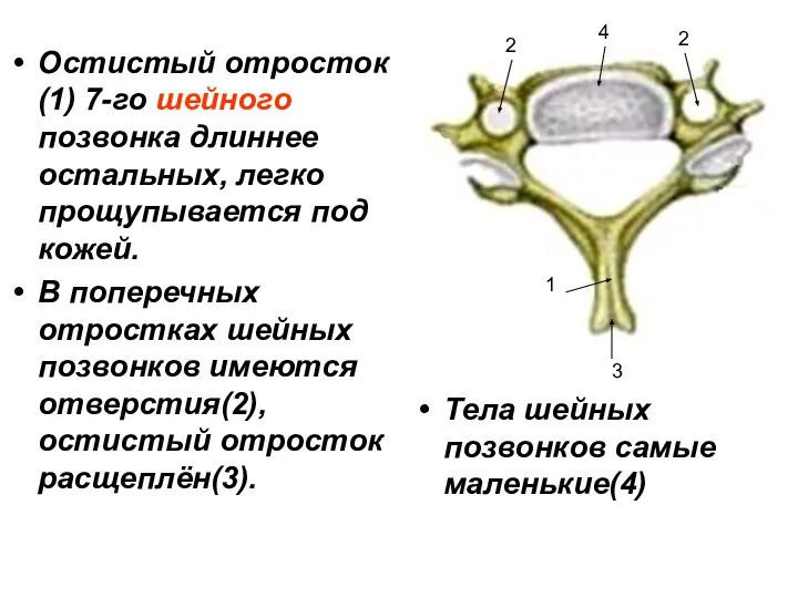 Тела шейных позвонков самые маленькие(4) Остистый отросток(1) 7-го шейного позвонка длиннее