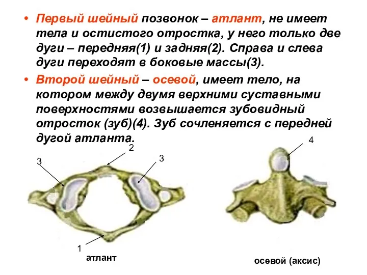 Первый шейный позвонок – атлант, не имеет тела и остистого отростка,