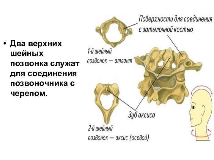 Два верхних шейных позвонка служат для соединения позвоночника с черепом.