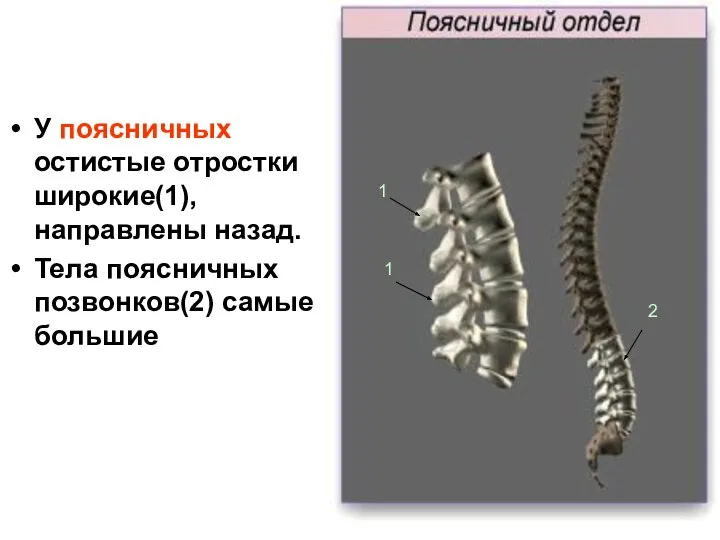 У поясничных остистые отростки широкие(1), направлены назад. Тела поясничных позвонков(2) самые большие 1 1 2