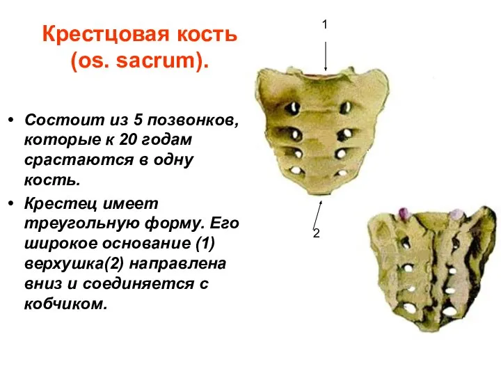 Крестцовая кость (os. sacrum). Состоит из 5 позвонков, которые к 20