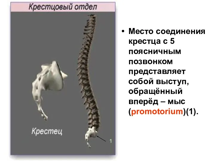 Место соединения крестца с 5 поясничным позвонком представляет собой выступ, обращённый вперёд – мыс (promotorium)(1). 1