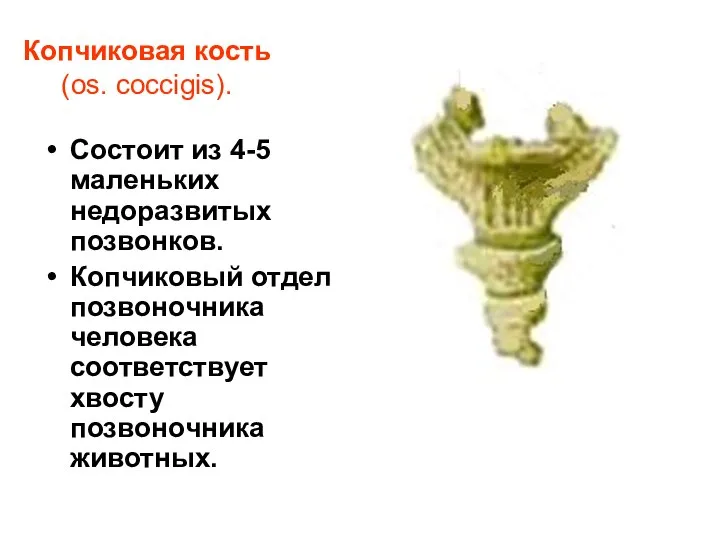 Копчиковая кость (os. coccigis). Состоит из 4-5 маленьких недоразвитых позвонков. Копчиковый