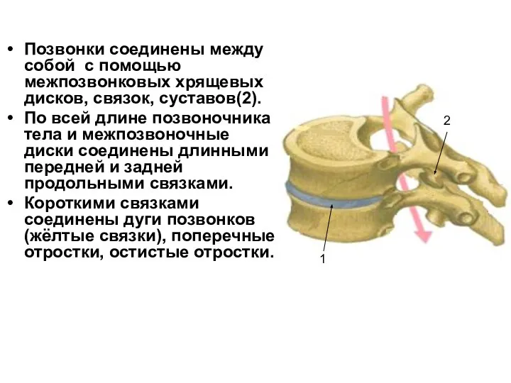 Позвонки соединены между собой с помощью межпозвонковых хрящевых дисков, связок, суставов(2).