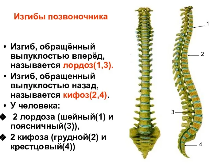 Изгибы позвоночника Изгиб, обращённый выпуклостью вперёд, называется лордоз(1,3). Изгиб, обращенный выпуклостью