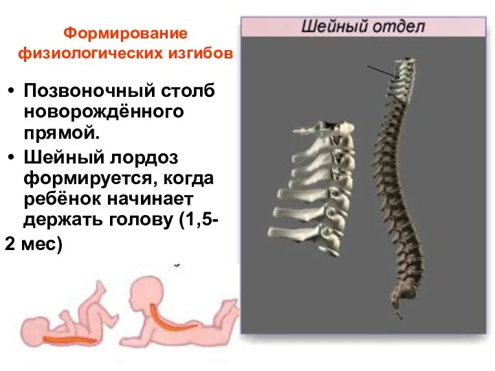 Формирование физиологических изгибов Позвоночный столб новорождённого прямой. Шейный лордоз формируется, когда