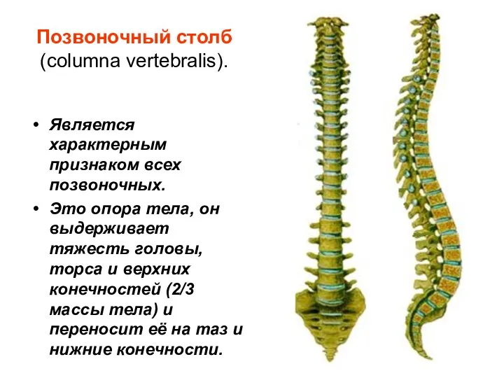 Позвоночный столб (columna vertebralis). Является характерным признаком всех позвоночных. Это опора