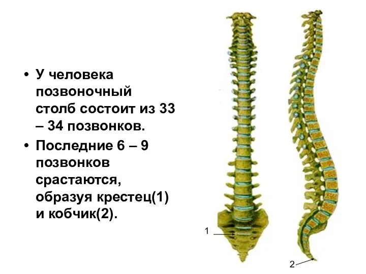 У человека позвоночный столб состоит из 33 – 34 позвонков. Последние