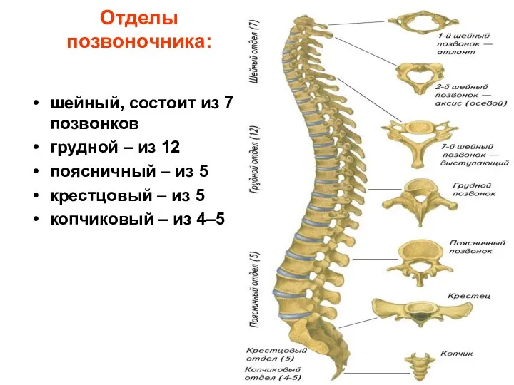 Отделы позвоночника: шейный, состоит из 7 позвонков грудной – из 12