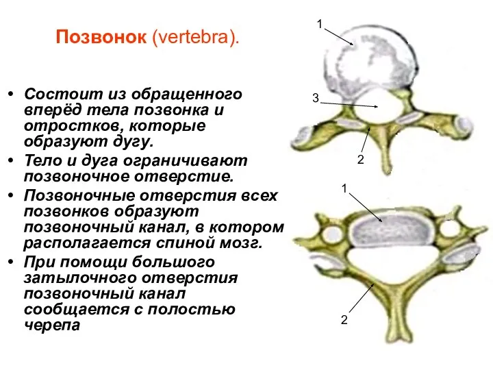 Позвонок (vertebra). Состоит из обращенного вперёд тела позвонка и отростков, которые