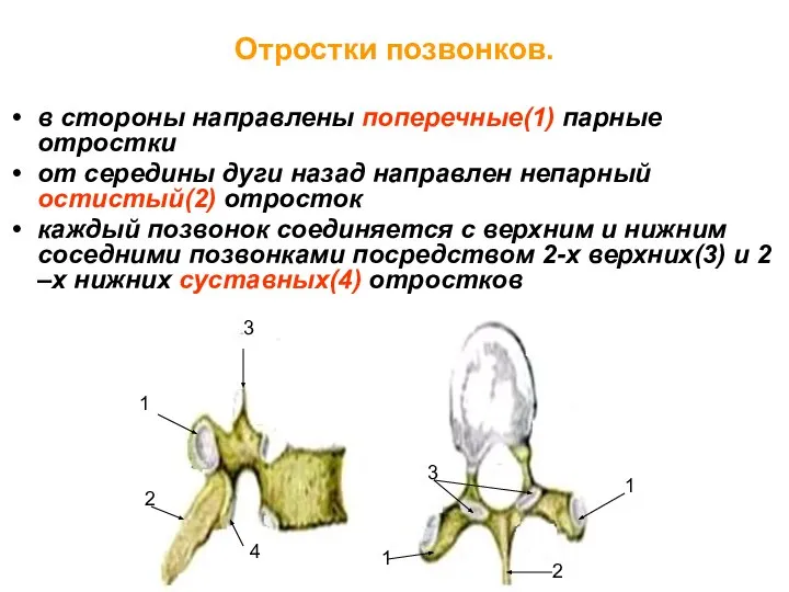 Отростки позвонков. в стороны направлены поперечные(1) парные отростки от середины дуги