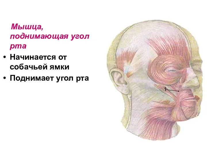 Мышца, поднимающая угол рта Начинается от собачьей ямки Поднимает угол рта 1