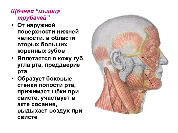 Щёчная “мышца трубачей” От наружной поверхности нижней челюсти. в области вторых