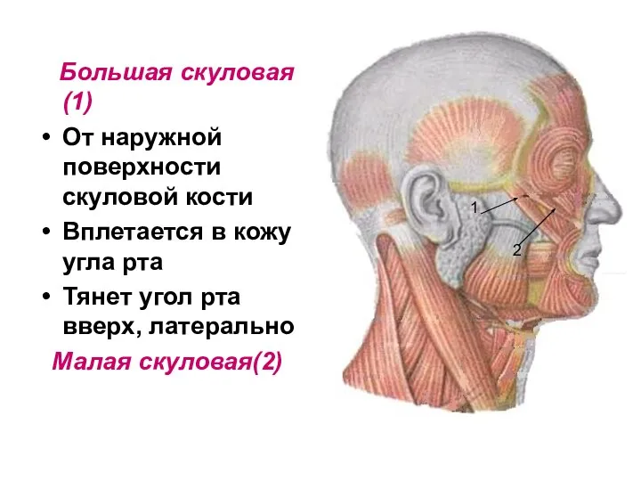 Большая скуловая(1) От наружной поверхности скуловой кости Вплетается в кожу угла