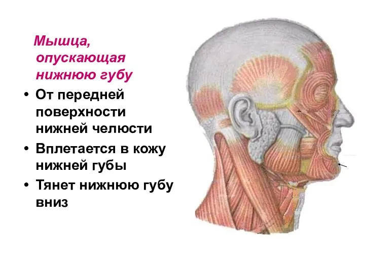 Мышца, опускающая нижнюю губу От передней поверхности нижней челюсти Вплетается в