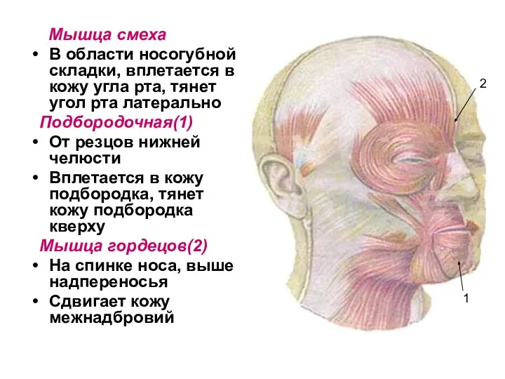 Мышца смеха В области носогубной складки, вплетается в кожу угла рта,