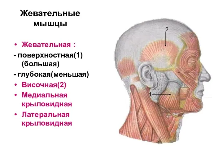 Жевательные мышцы Жевательная : - поверхностная(1) (большая) - глубокая(меньшая) Височная(2) Медиальная крыловидная Латеральная крыловидная 1 2