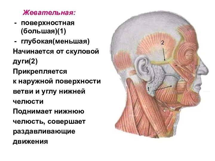 Жевательная: поверхностная (большая)(1) глубокая(меньшая) Начинается от скуловой дуги(2) Прикрепляется к наружной