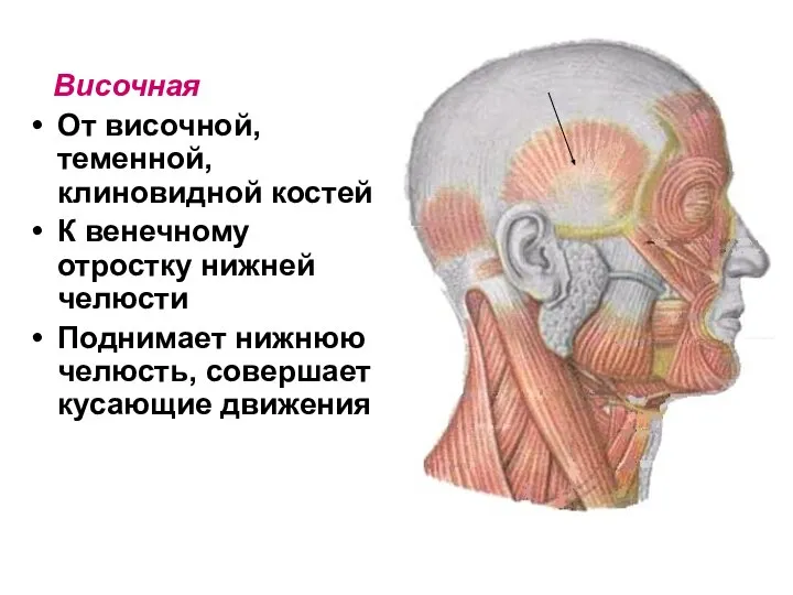 Височная От височной, теменной, клиновидной костей К венечному отростку нижней челюсти