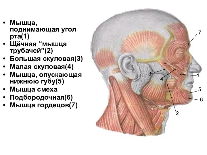 Мышца, поднимающая угол рта(1) Щёчная “мышца трубачей”(2) Большая скуловая(3) Малая скуловая(4)