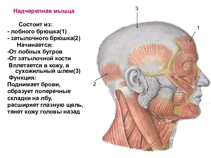 Надчерепная мышца Состоит из: - лобного брюшка(1) - затылочного брюшка(2) Начинается: