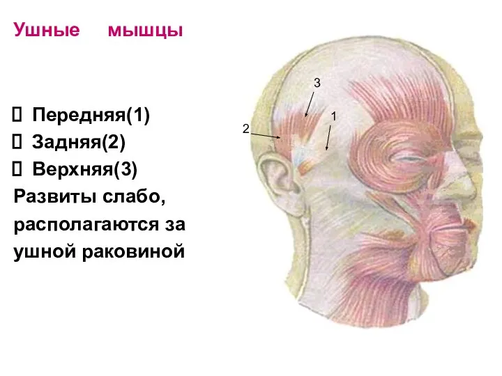 Ушные мышцы Передняя(1) Задняя(2) Верхняя(3) Развиты слабо, располагаются за ушной раковиной 1 2 3