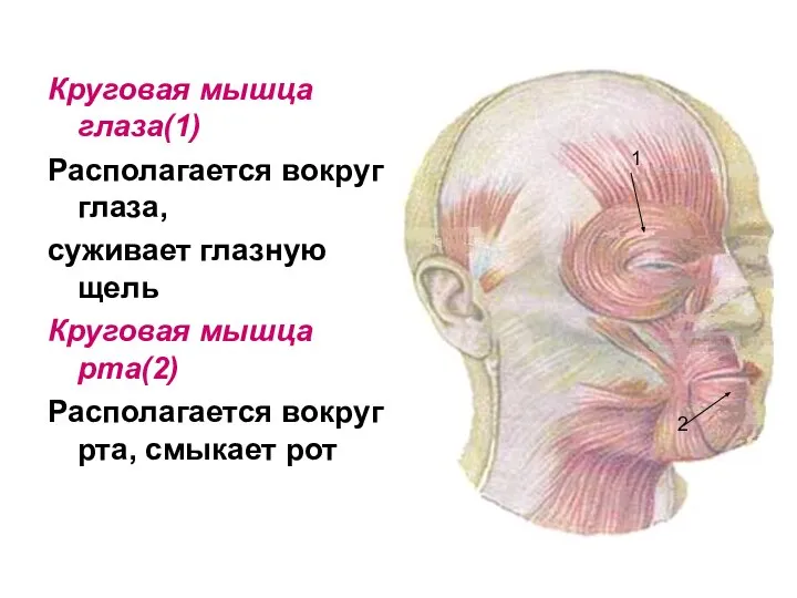 Круговая мышца глаза(1) Располагается вокруг глаза, суживает глазную щель Круговая мышца