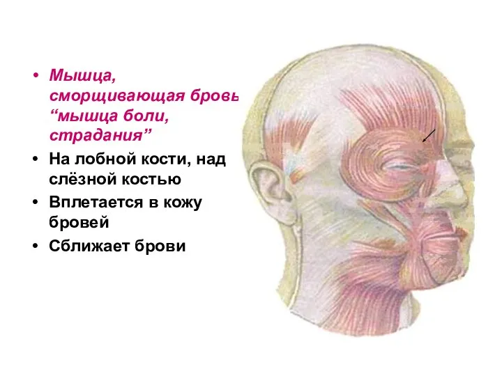 Мышца, сморщивающая бровь“мышца боли, страдания” На лобной кости, над слёзной костью