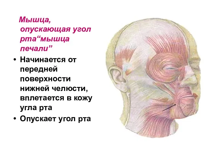 Мышца, опускающая угол рта“мышца печали” Начинается от передней поверхности нижней челюсти,