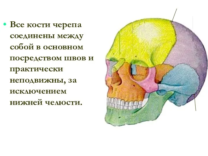 Все кости черепа соединены между собой в основном посредством швов и