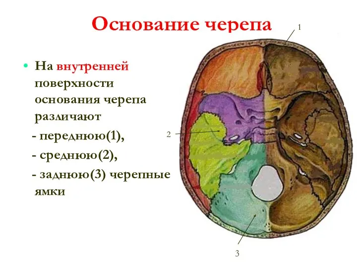 Основание черепа На внутренней поверхности основания черепа различают - переднюю(1), -