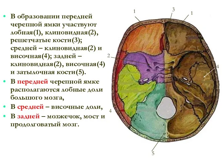 В образовании передней черепной ямки участвуют лобная(1), клиновидная(2), решетчатые кости(3); средней