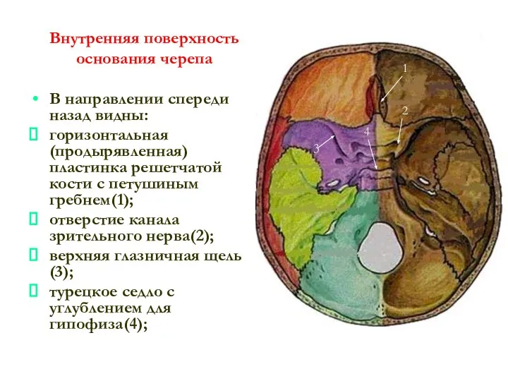 Внутренняя поверхность основания черепа В направлении спереди назад видны: горизонтальная (продырявленная)