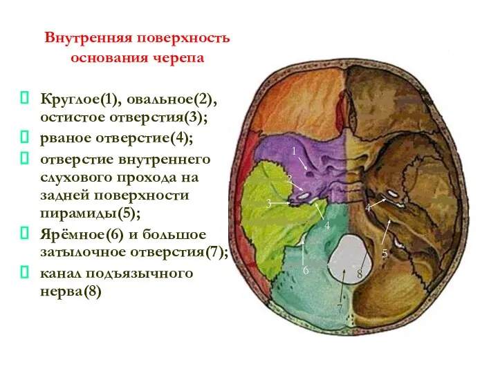 Внутренняя поверхность основания черепа Круглое(1), овальное(2), остистое отверстия(3); рваное отверстие(4); отверстие