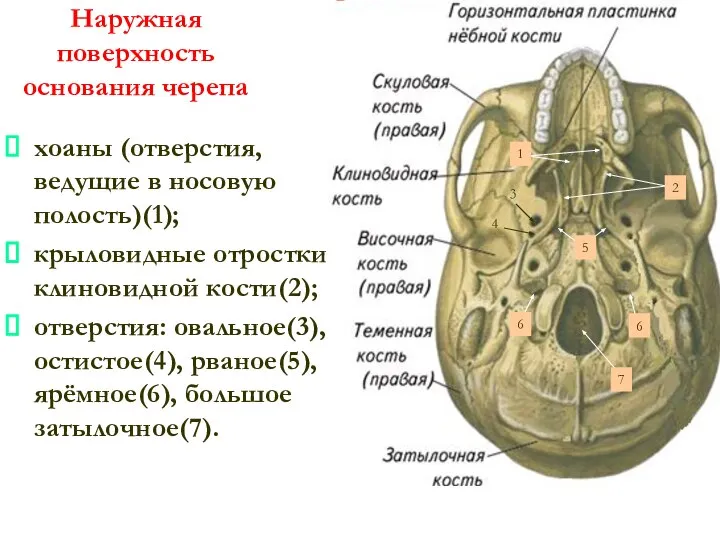 Наружная поверхность основания черепа хоаны (отверстия, ведущие в носовую полость)(1); крыловидные