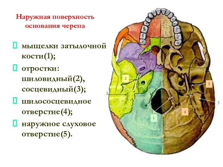 Наружная поверхность основания черепа мыщелки затылочной кости(1); отростки: шиловидный(2), сосцевидный(3); шилососцевидное