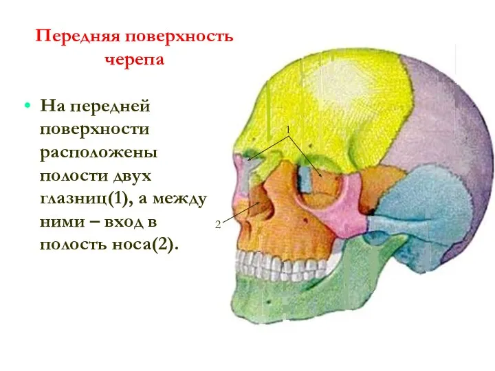 Передняя поверхность черепа На передней поверхности расположены полости двух глазниц(1), а